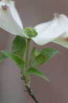 Flowering dogwood